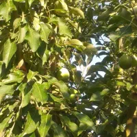 باغچه|فروش زمین و ملک کلنگی|چهاردانگه (تهران), |دیوار