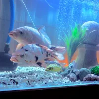 دو عدد ماهی کوی ۵۰ سانتی