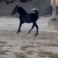 اسب|اسب و تجهیزات اسب‌سواری|رستم, |دیوار