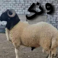 قپان فروشی گوسفند زنده چاق بدون دنبه