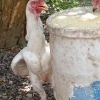 خروس لاری