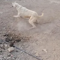 سگ نگهبان