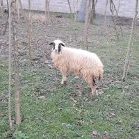 گوسفند ۱ساله جوان چاق و چله حدود ۳۵ کیلویی