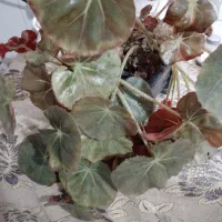 دوعددگل زیبابه همراه گلدان۲۵۰