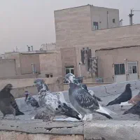 چند طوق|پرنده|تهران, مخصوص|دیوار