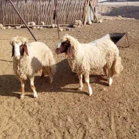 بره قوچ اصیل سنجابی بشرط|حیوانات مزرعه|گیلان غرب, |دیوار