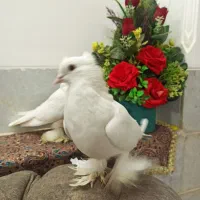 کبوتر|پرنده|آبعلی, |دیوار