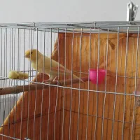 یک جفت قناری|پرنده|برخوار, |دیوار