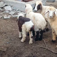 سلام بره نروماده زایده موجوده