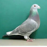 ده عدد  سرور نر جوانه