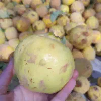 به تازه بوانات|خوردنی و آشامیدنی|شیراز, شهرک صدا و سیما|دیوار