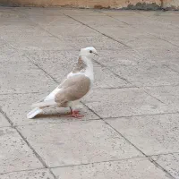 سلام|پرنده|اندیمشک, |دیوار