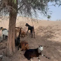 فروش گوسفند  فوری|حیوانات مزرعه|کلاتان, |دیوار