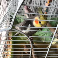 چهار عدد عروس هلندی|پرنده|آزادشهر, |دیوار