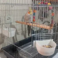 فروش عروس هلندی نر سخنگو