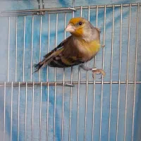 سهره قناری دهن لر