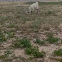 دو عدد کهر ماده نره