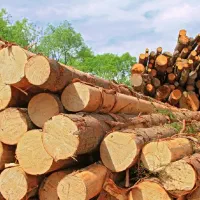 خرید چوب و درخت|خدمات باغبانی و درختکاری|دهگلان, |دیوار