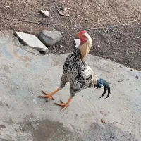 مرغ و خروس لاری