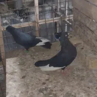 یک جفت قارا سیاه|پرنده|قزوین, |دیوار