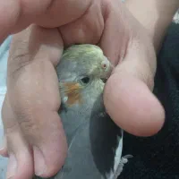 طوطی هلندی