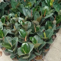 خدمات باغبانی احمدی سرویس به تمام نقاط تهران|خدمات باغبانی و درختکاری|تهران, کامرانیه|دیوار