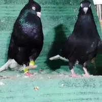 کبوتر پرنده اشعل سیاه