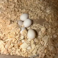 یک جفت عروس هلندی