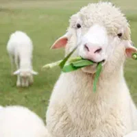 معاوضه چندین قناری نر و ۱۰ کبوتر با بره نر