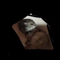 ۲ تا همستر نرو ماده