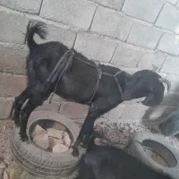 فروش گوسفند