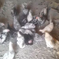 مرغ گلین تخم گذار