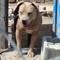 پیتبول نر۱ ساله ، خالص آمریکایی و یک پیتبول ماده|سگ|ورامین, قويينک زهری|دیوار