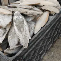 کف دریا|لوازم جانبی حیوانات|درگهان, |دیوار