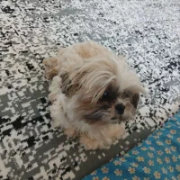 سگ شیتزو سوپر فلت|سگ|شهریار, اصیل آباد|دیوار