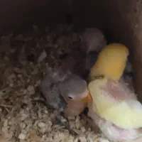 طوطی برزیلی پربالو