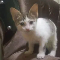 بچه گربه 3ماهه