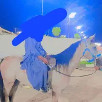 اسب عرب نریون|اسب و تجهیزات اسبسواری|بم, |دیوار