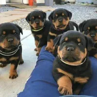 سگ روتوایلر