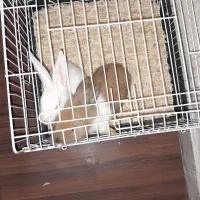 خرگوش جرسی|موش و خرگوش|بجنورد, |دیوار