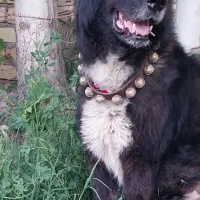 سگ قدرجونی|سگ|فلاورجان, |دیوار