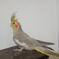 یک جفت عروس هلندی ۱۸ ماهه سالم و زیبا|پرنده|لنگرود, |دیوار