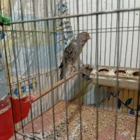 قناری ماده|پرنده|سمنان, |دیوار