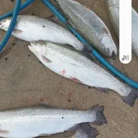 ماهی قزل آلا