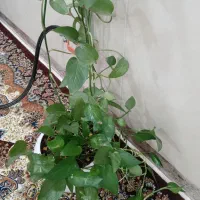 گل وگلدان|گل و گیاه طبیعی|بانه, |دیوار