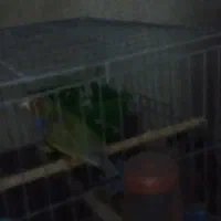 پرندگان زیاد|پرنده|محمدیه-قزوین, |دیوار