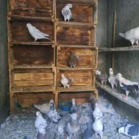 کبوتر