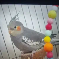 عروس هلندی نر