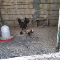 مرغ وجوجه