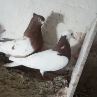 دو عددکبوتر هواگیر بازیدار طوقی قرمز کوینح